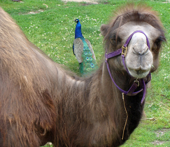 bactrian camel and a peacock